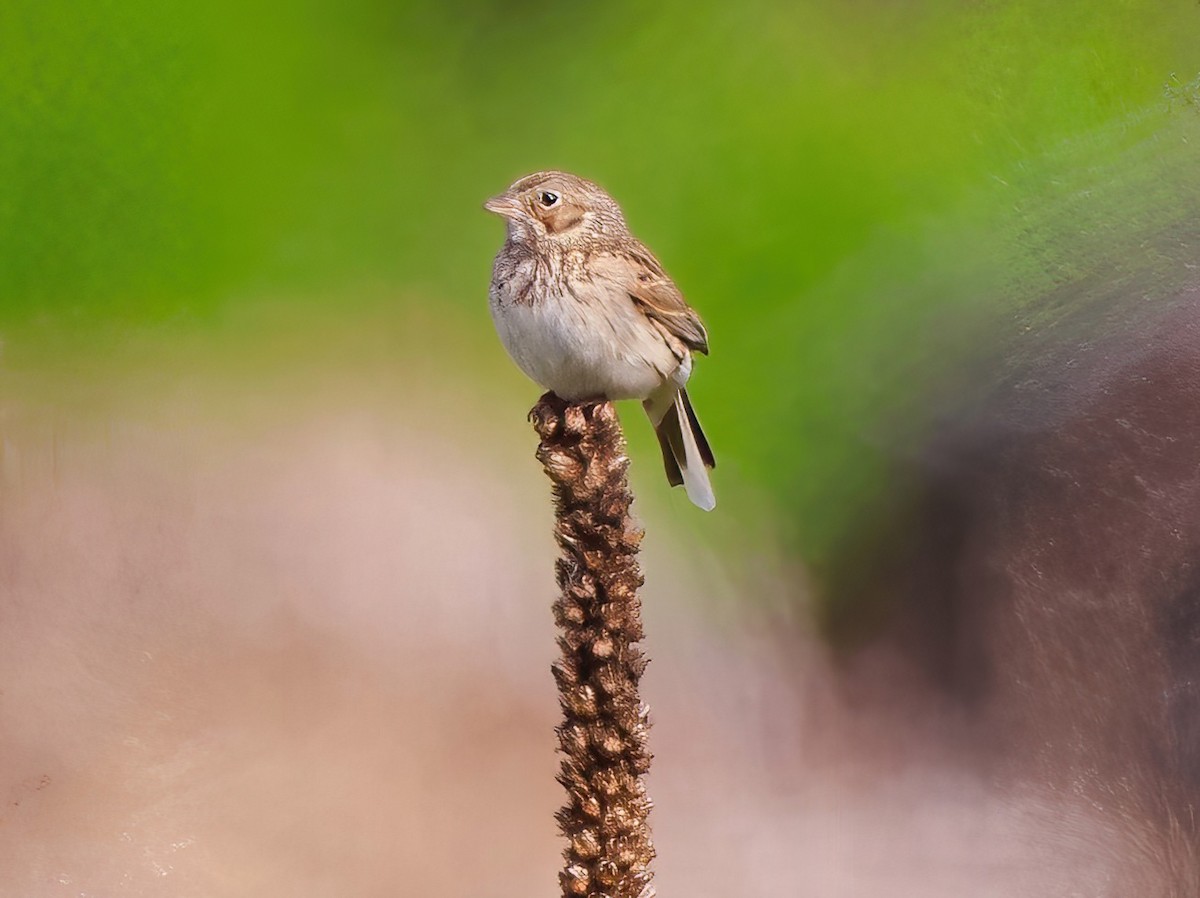 Vesper Sparrow - ML619771766