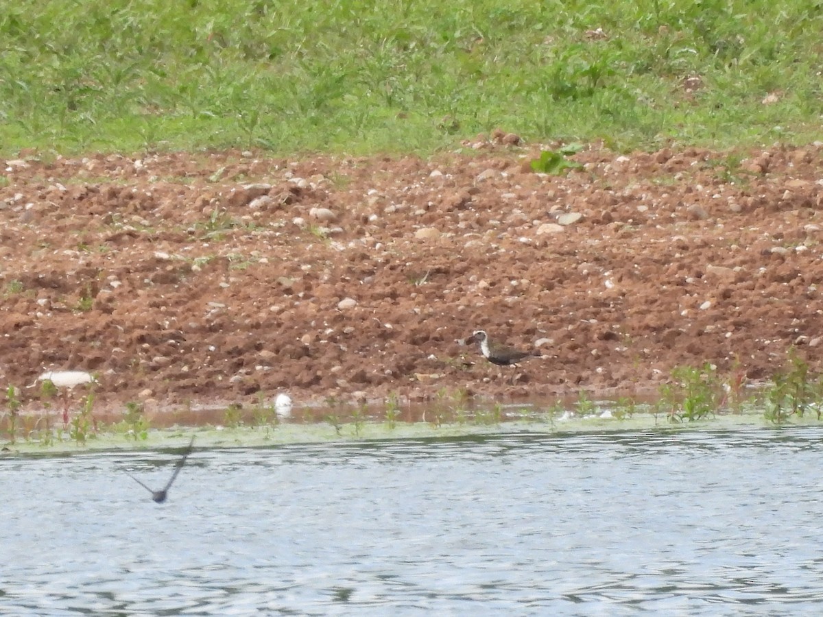 American Golden-Plover - ML619771798