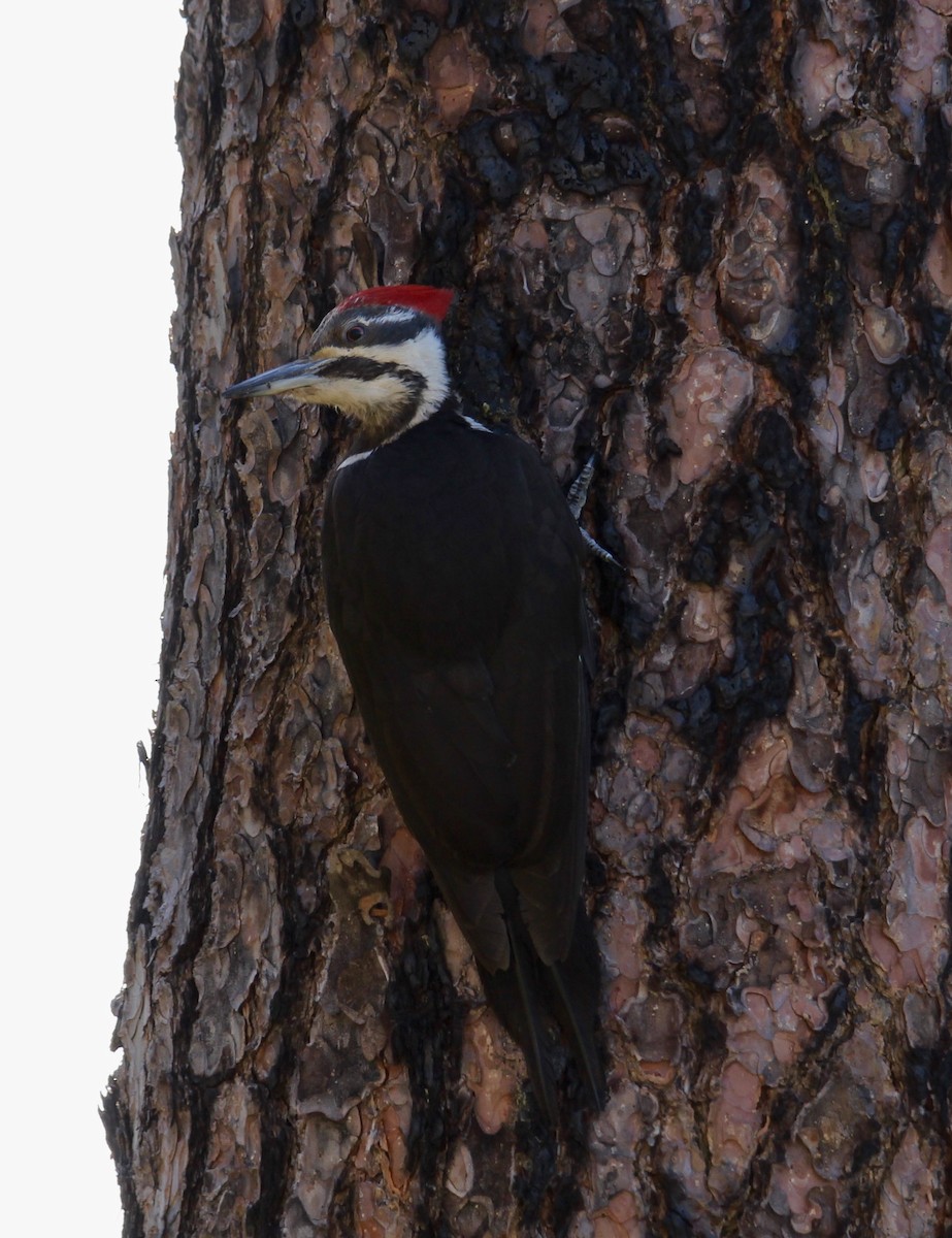 Pileated Woodpecker - ML619771804