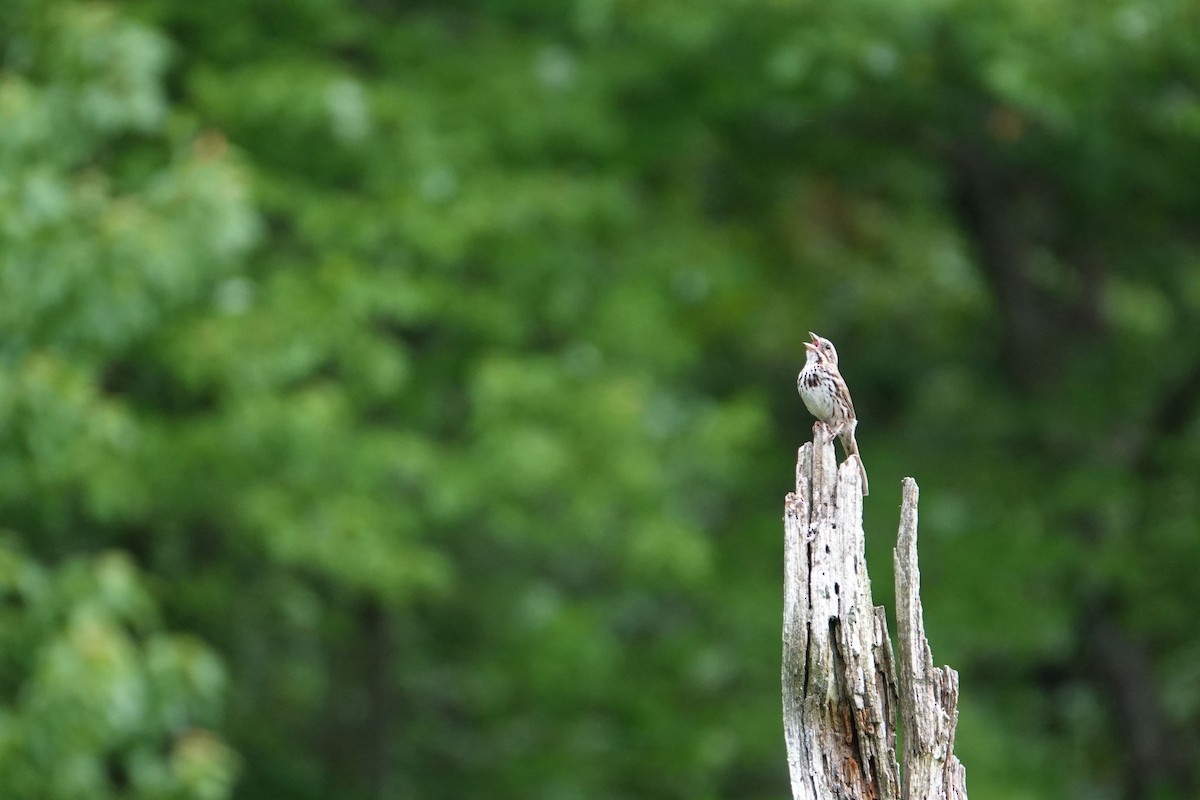 Song Sparrow - ML619771822