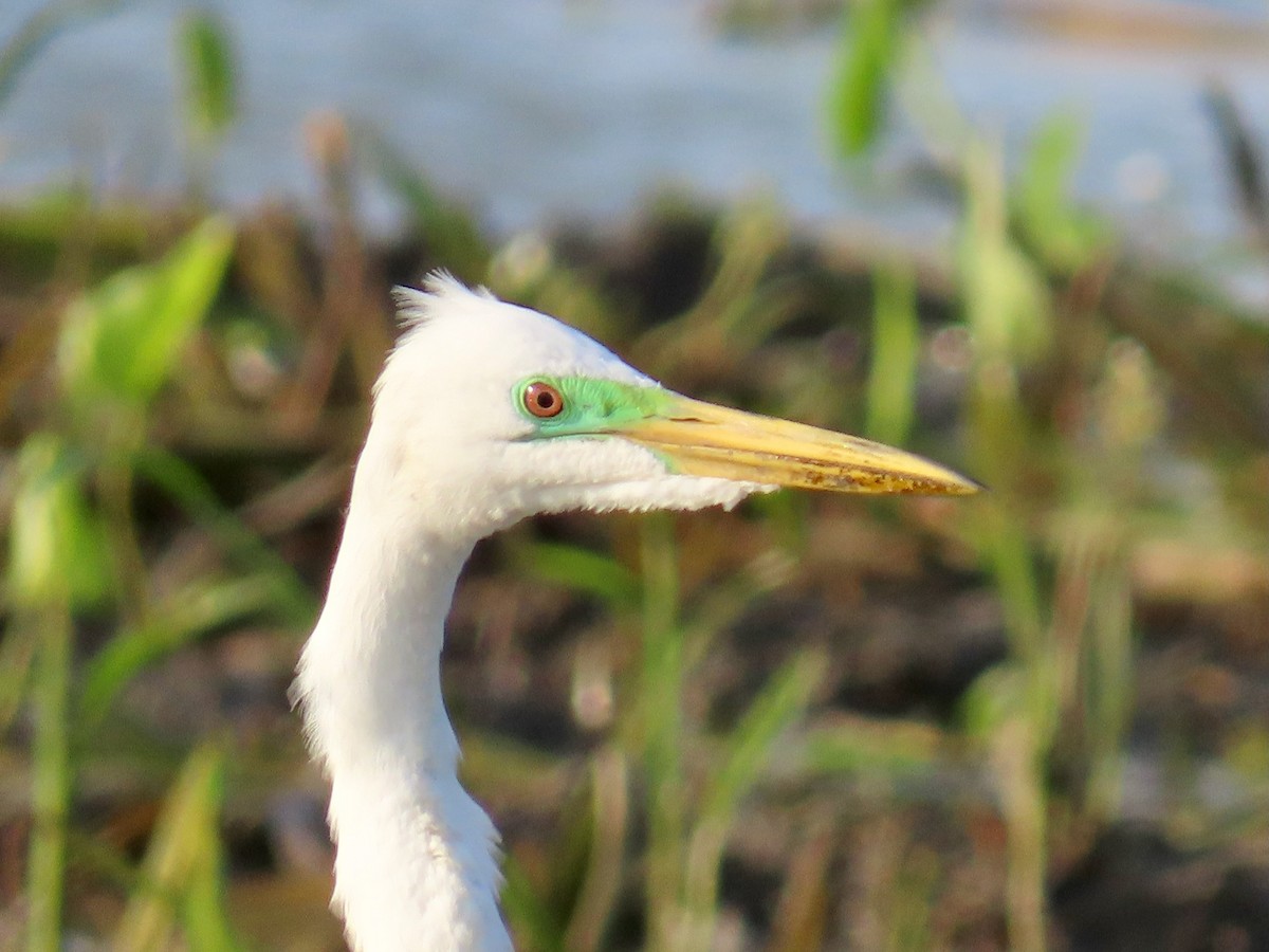 Great Egret - ML619771865