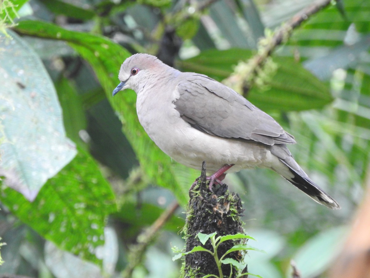 White-tipped Dove - ML619771878