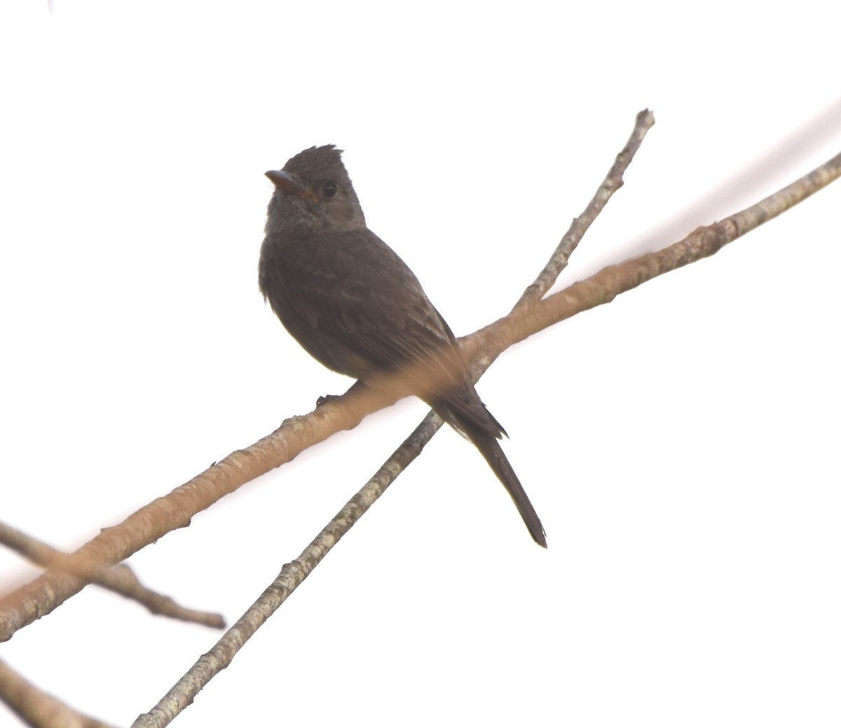Greater Pewee - ML619771885