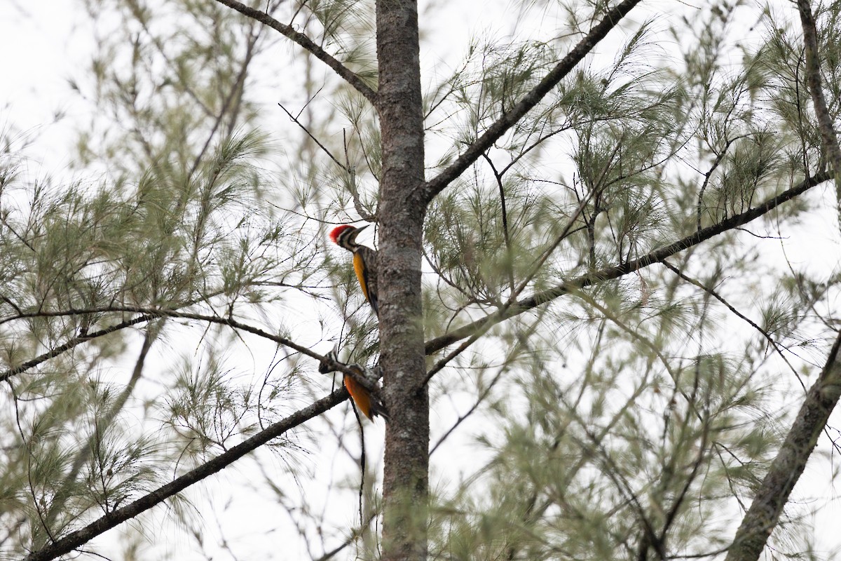 Common Flameback - ML619771886