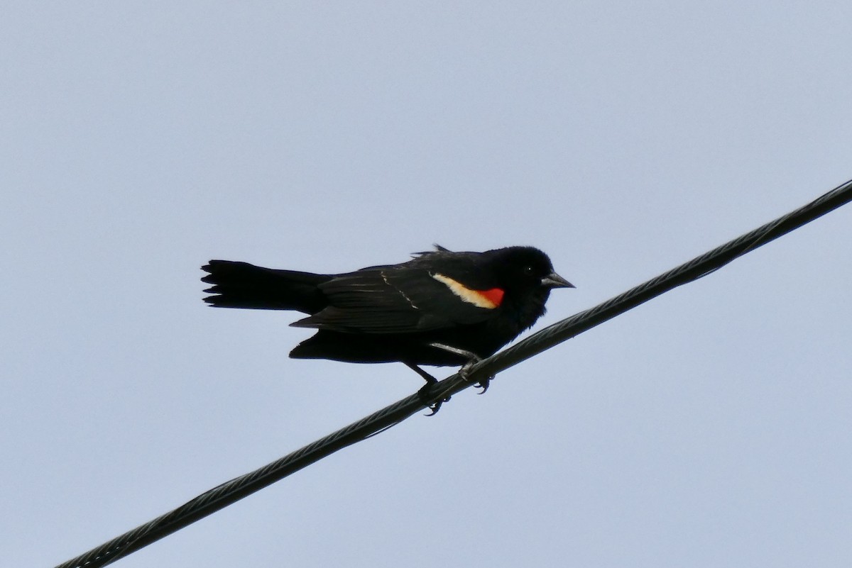 Red-winged Blackbird - ML619771899
