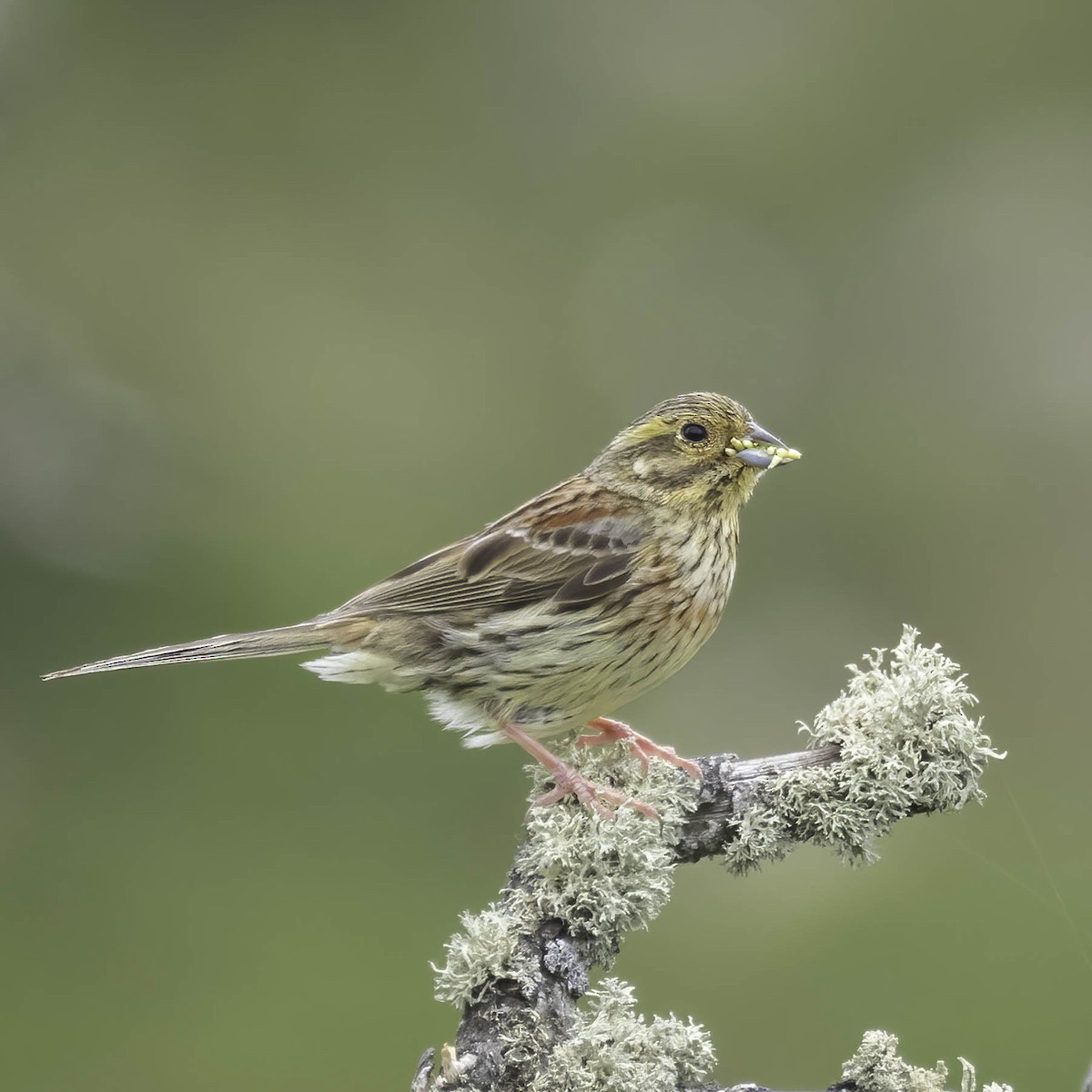 Cirl Bunting - ML619771902