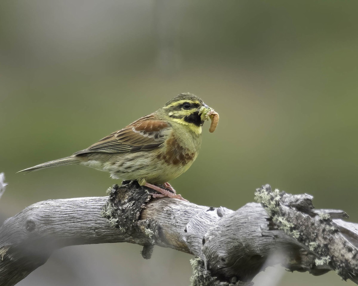 Cirl Bunting - ML619771903