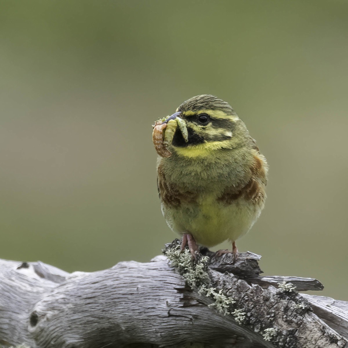 Cirl Bunting - ML619771904