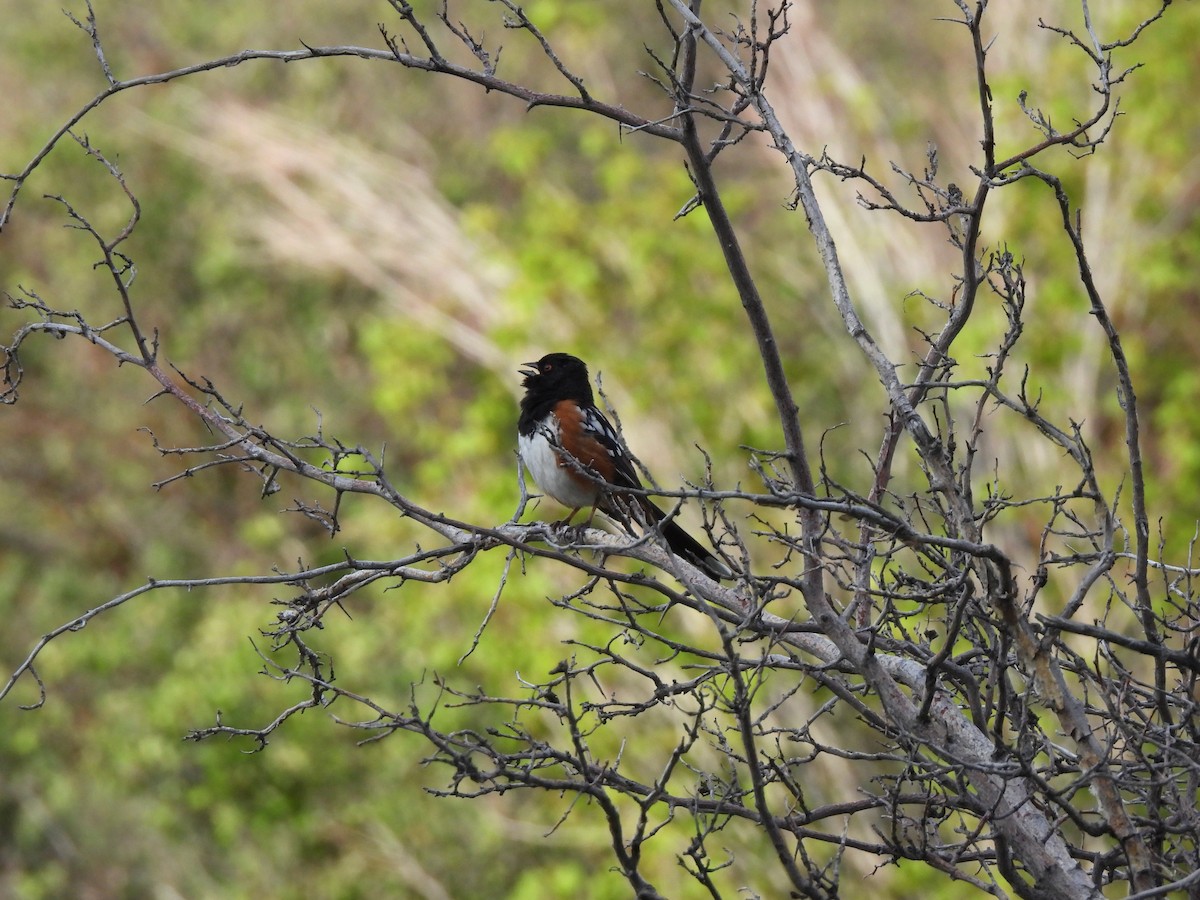 Spotted Towhee - ML619771905