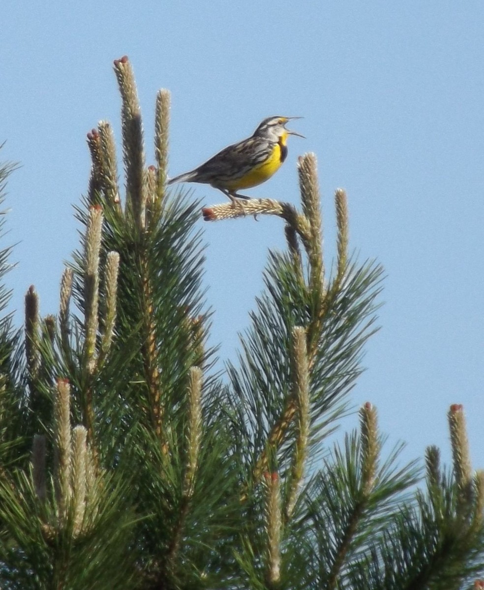 Eastern Meadowlark - ML619771908