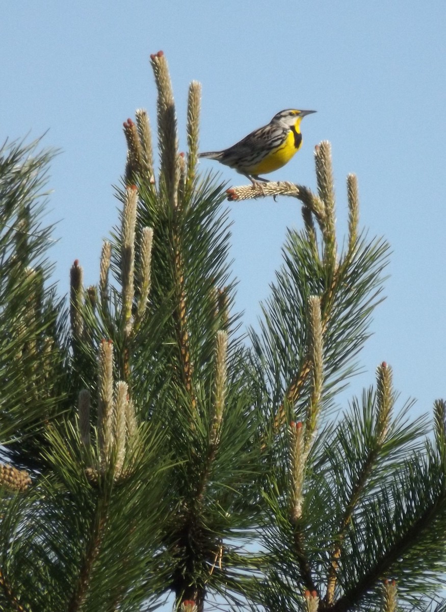 Eastern Meadowlark - ML619771909