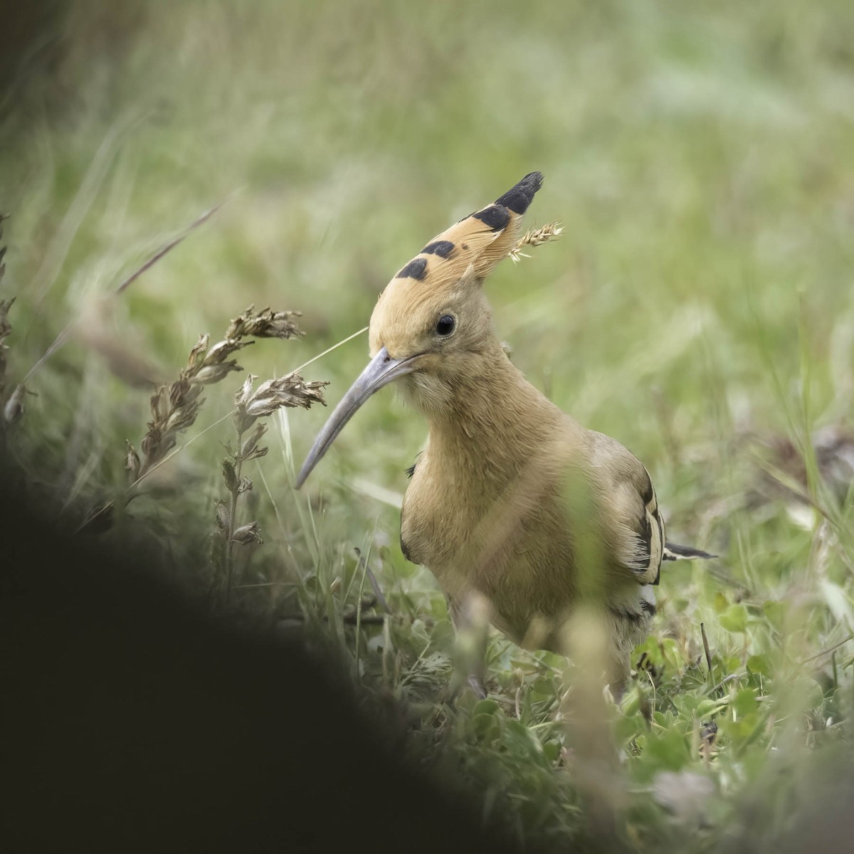 Eurasian Hoopoe - ML619771913