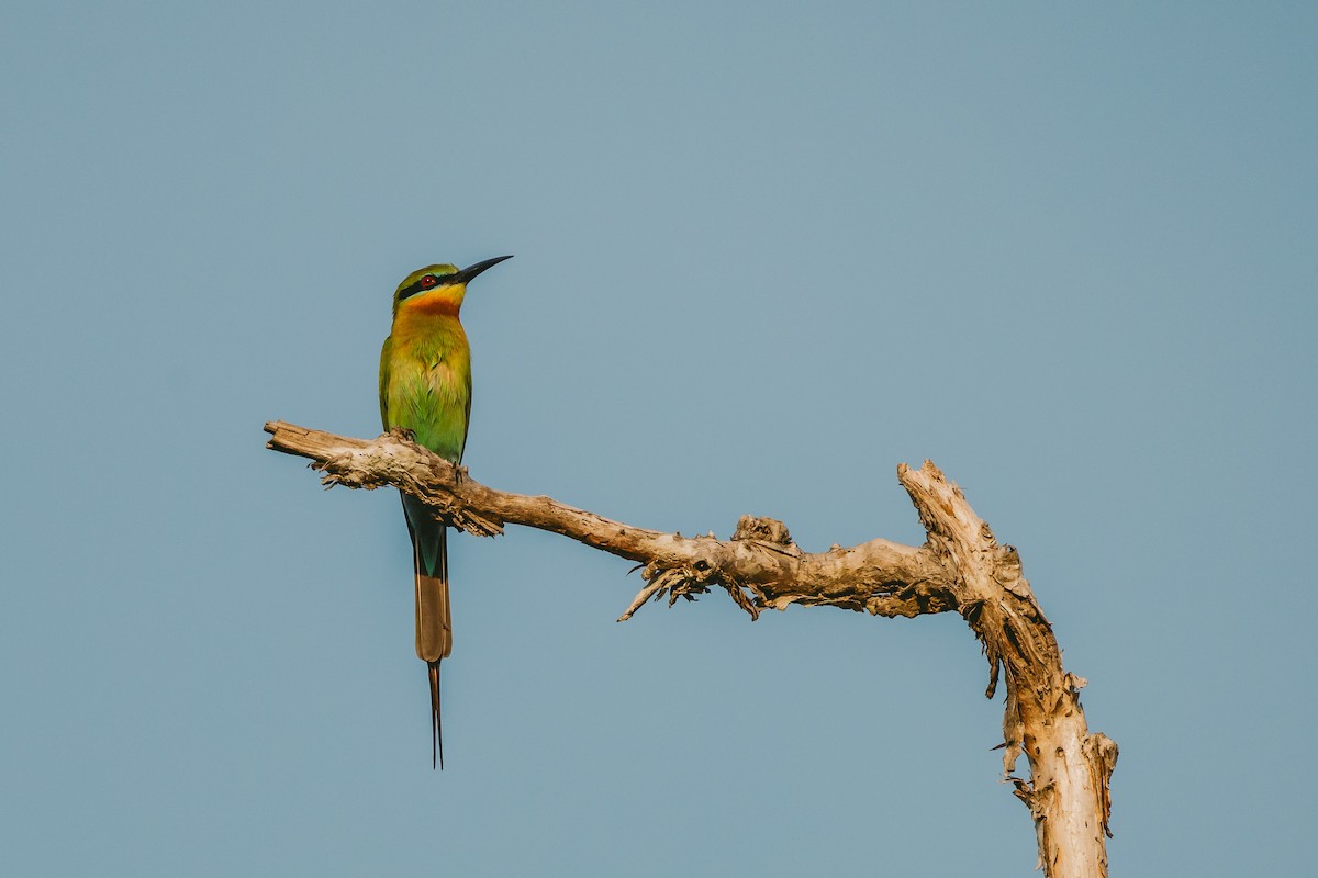 Blue-tailed Bee-eater - ML619771919