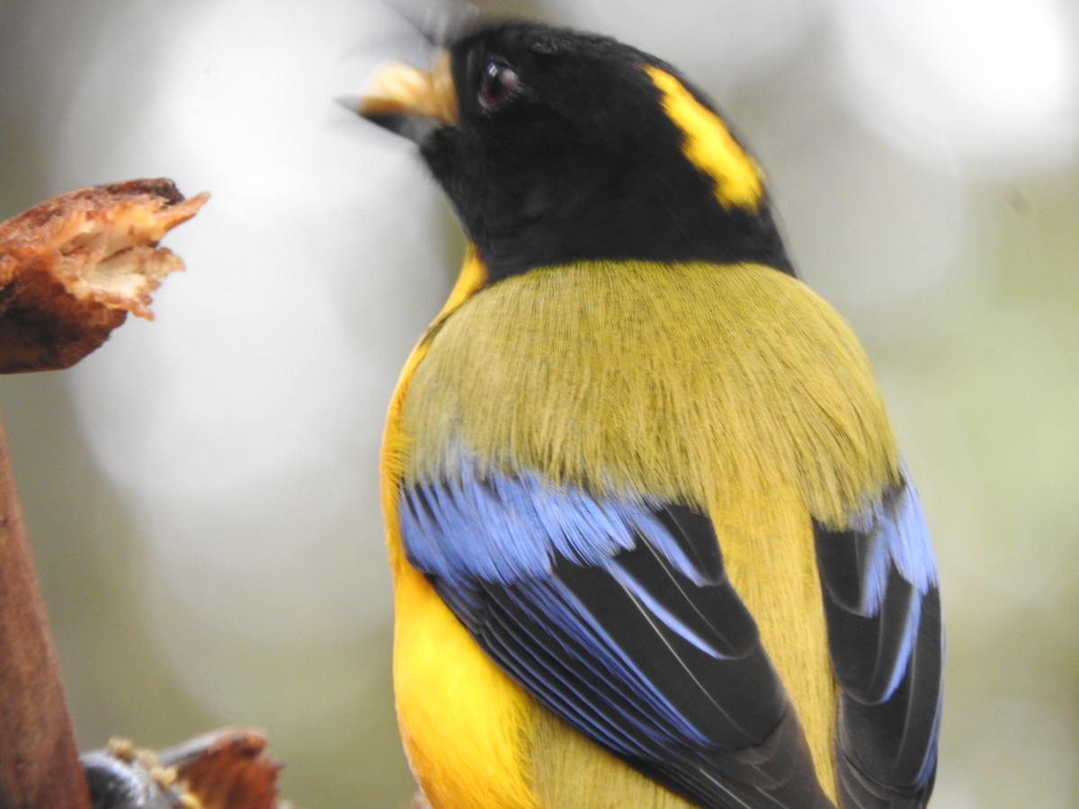Black-chinned Mountain Tanager - ML619771921