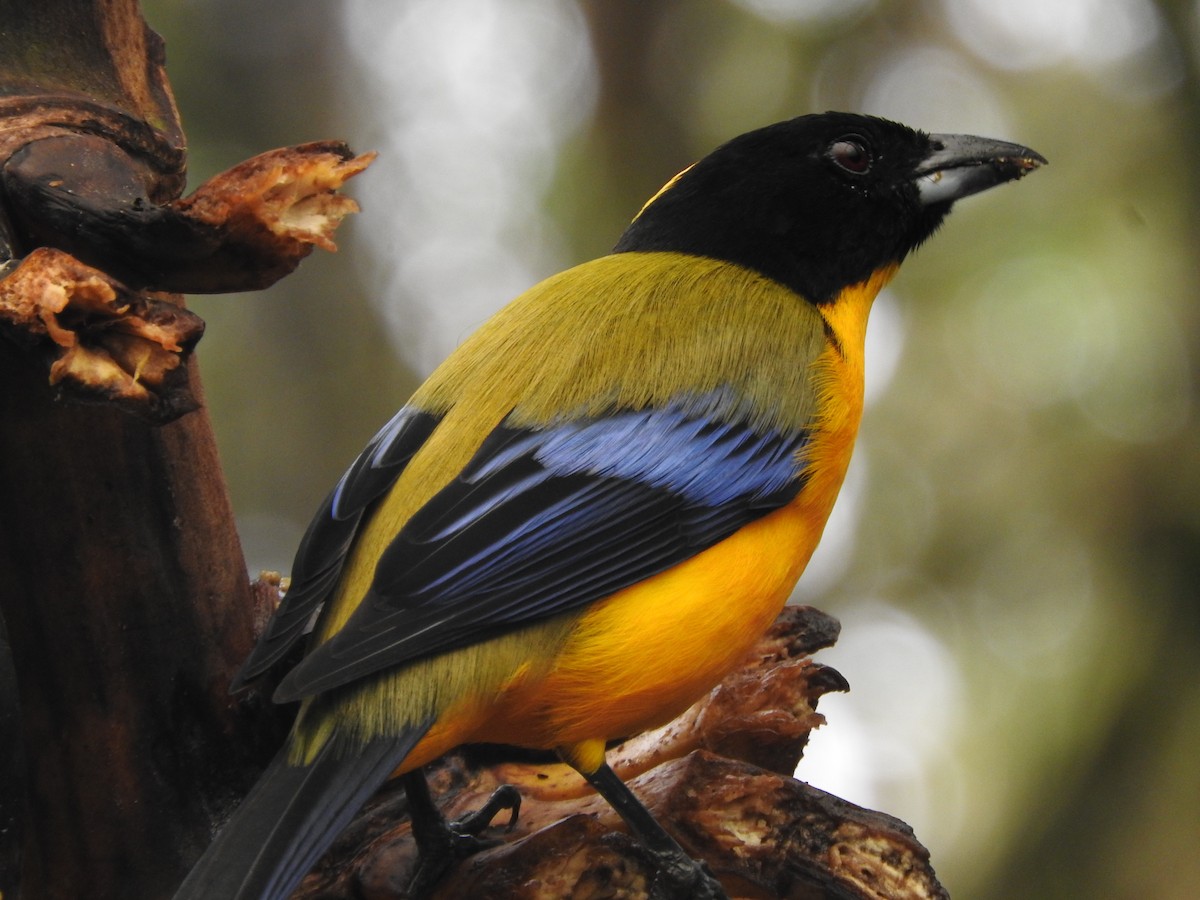 Black-chinned Mountain Tanager - ML619771925