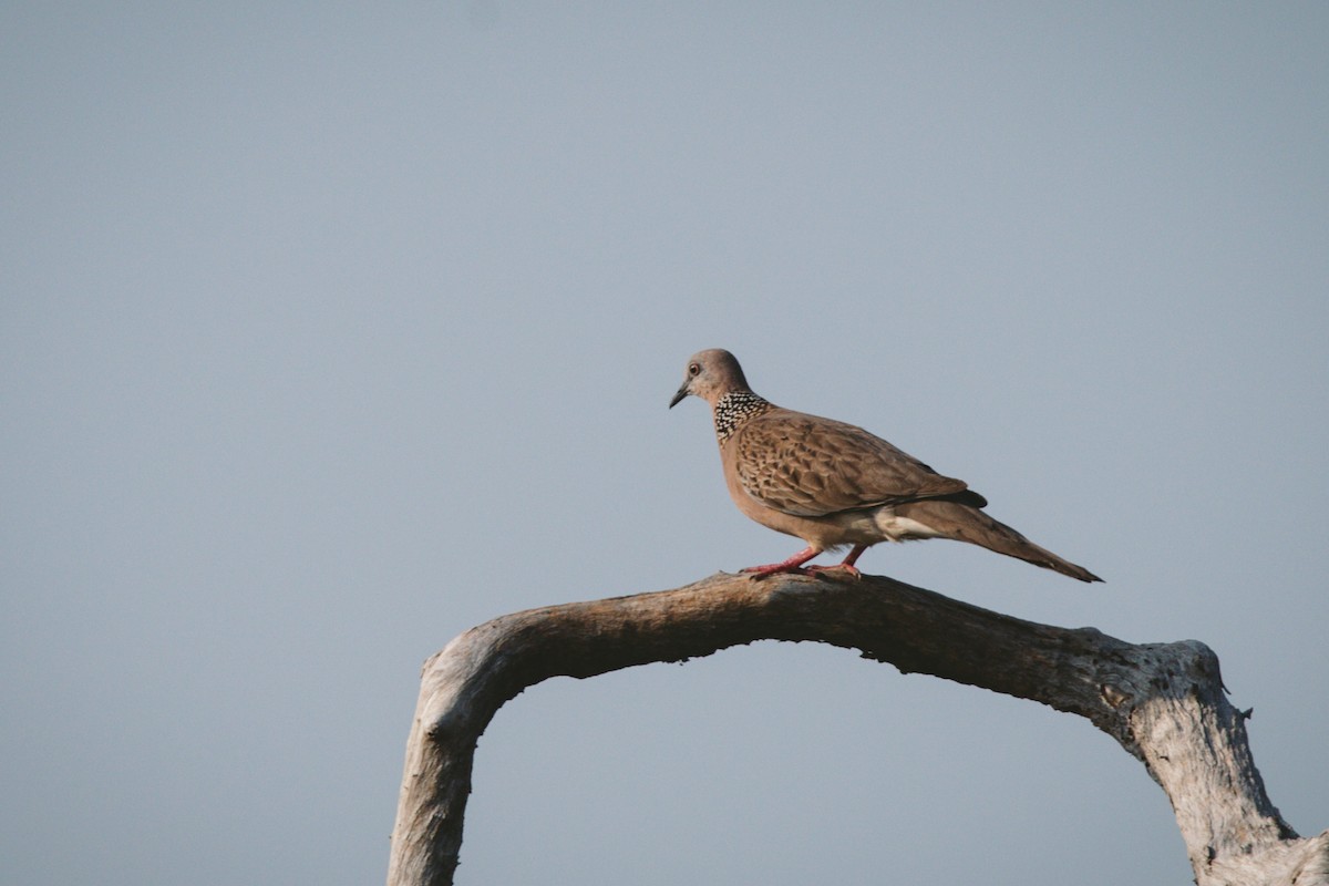 Spotted Dove - ML619771953