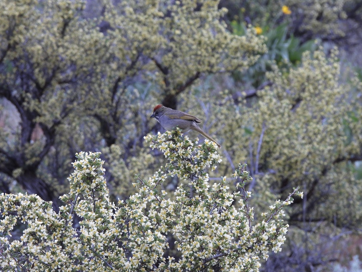 Green-tailed Towhee - ML619771954