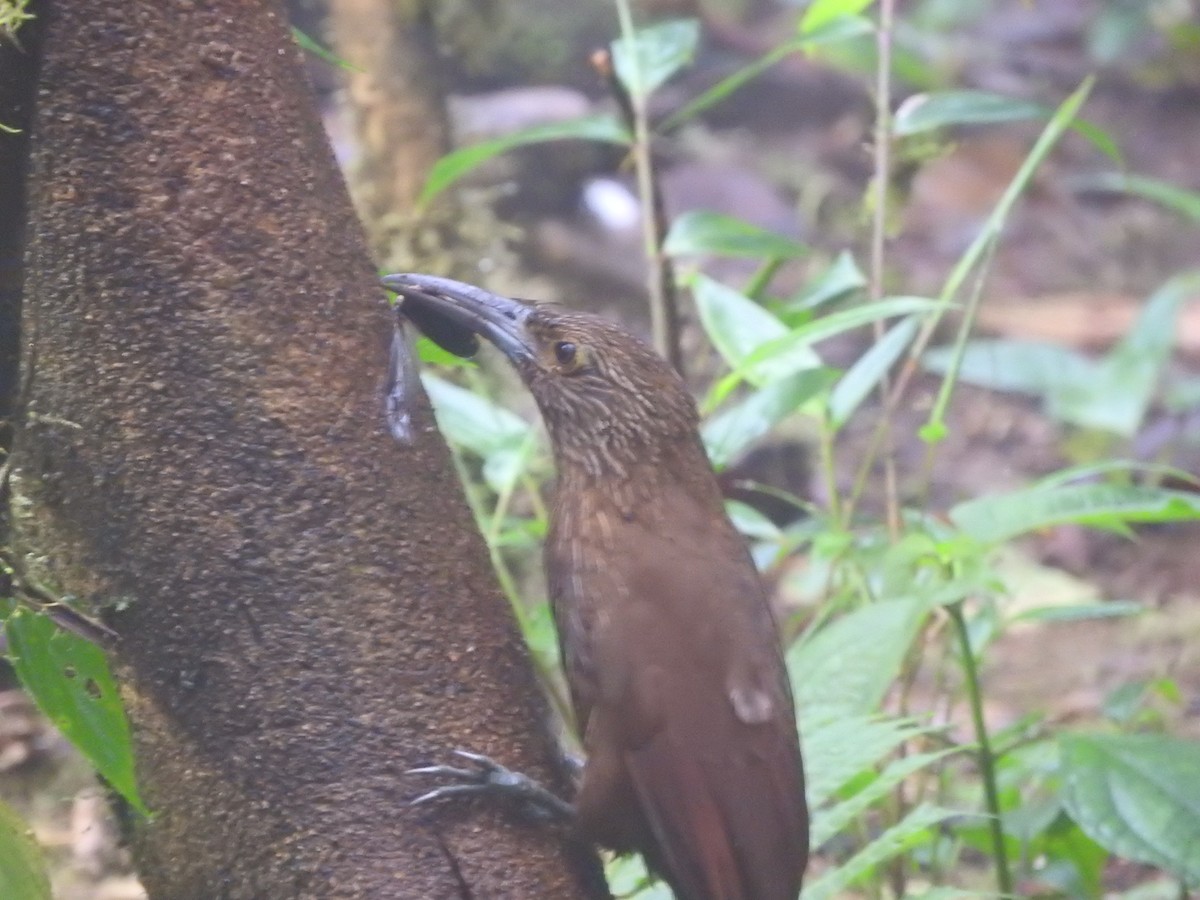 Strong-billed Woodcreeper - ML619771973