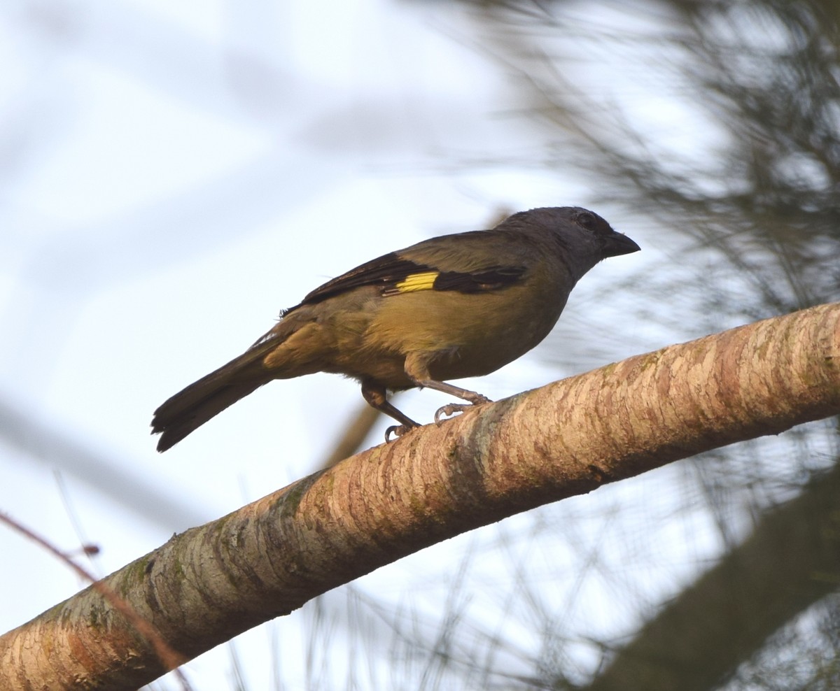 Yellow-winged Tanager - ML619771976