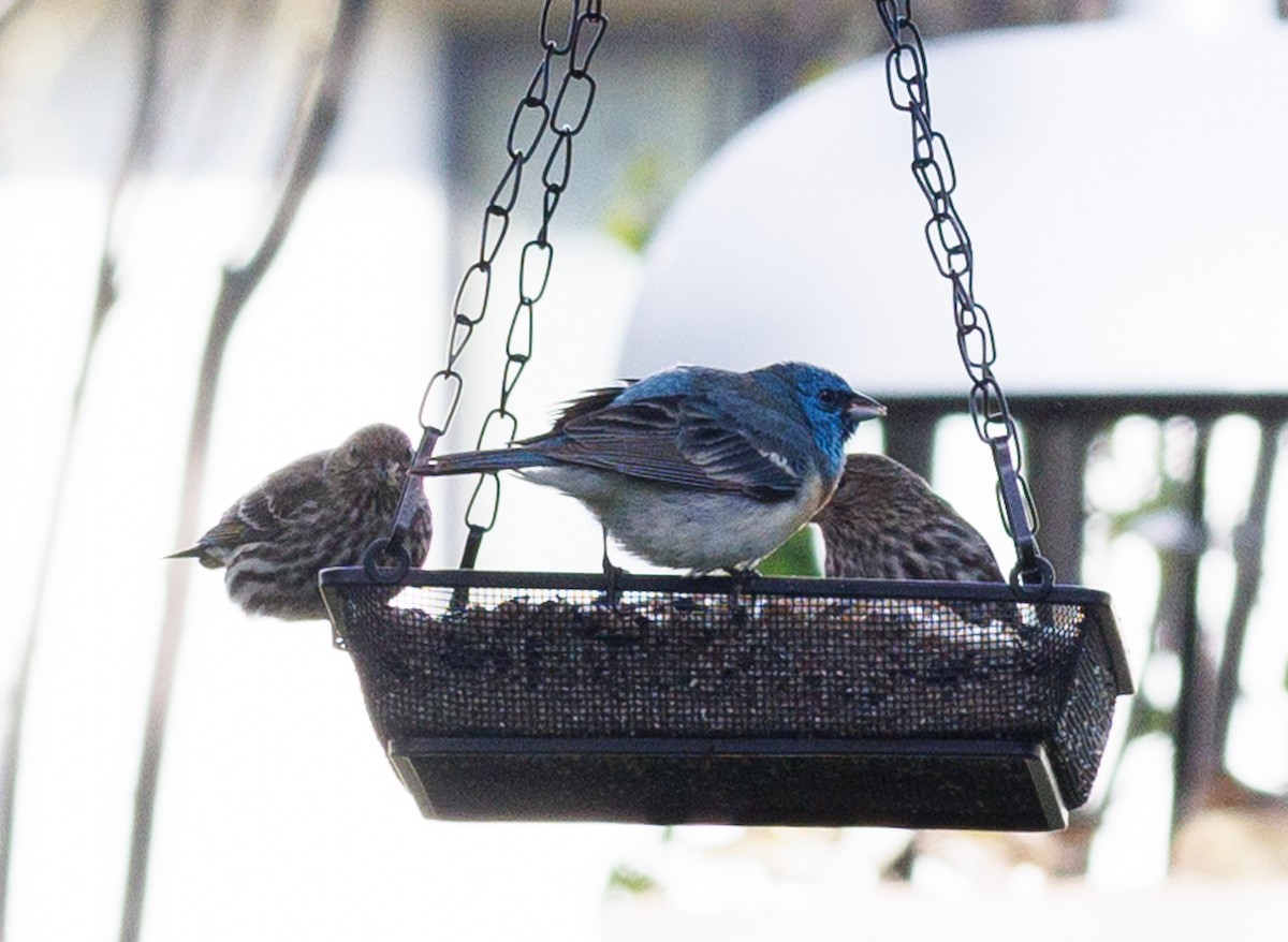 Lazuli Bunting - ML619771986