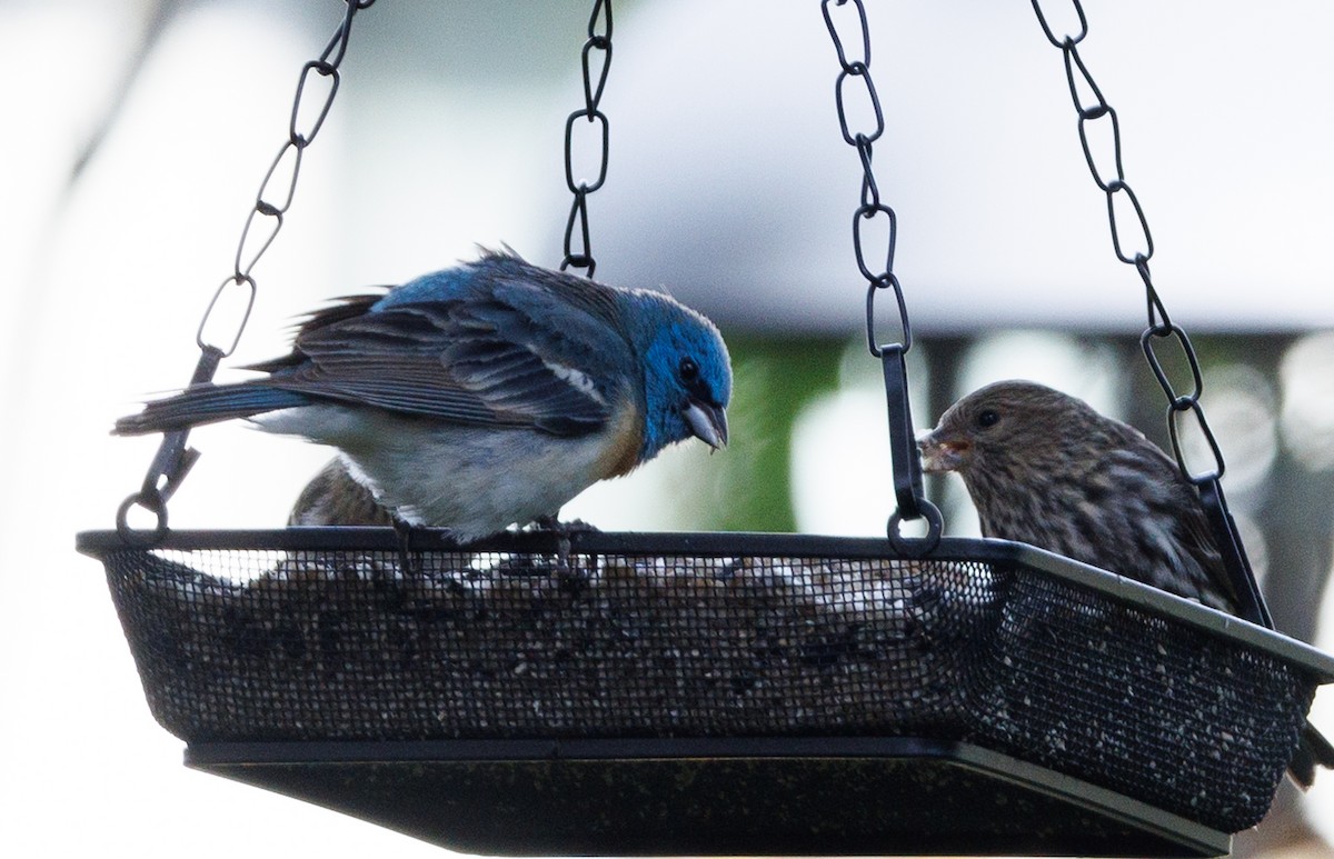 Lazuli Bunting - ML619771987