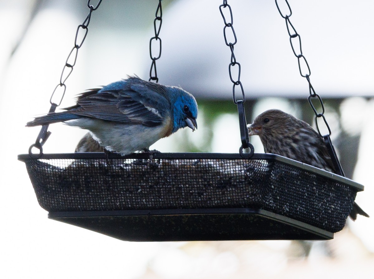 Lazuli Bunting - ML619771988