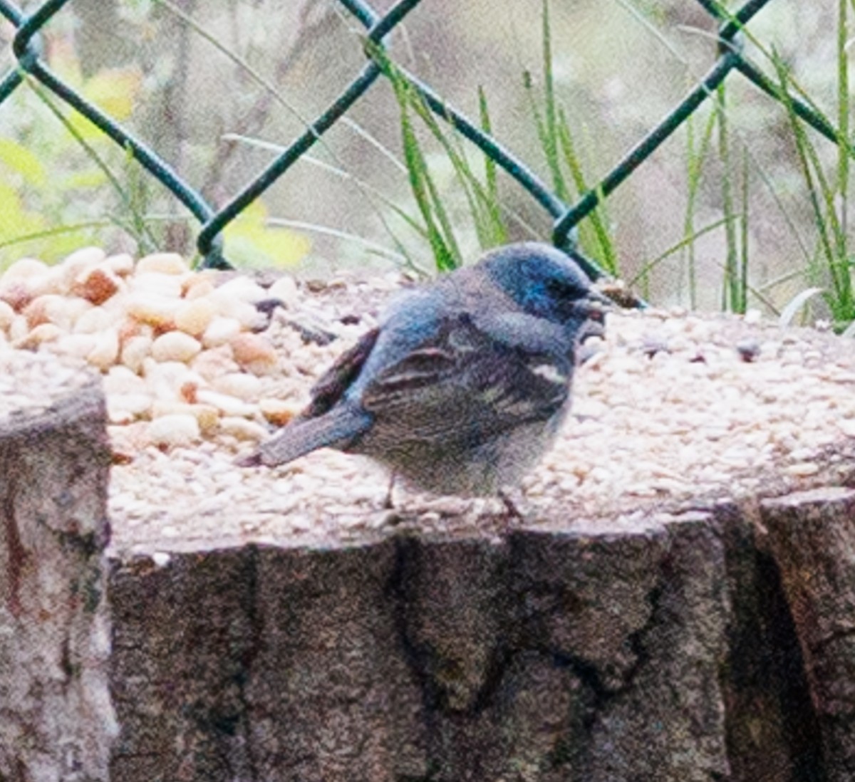 Lazuli Bunting - ML619771989