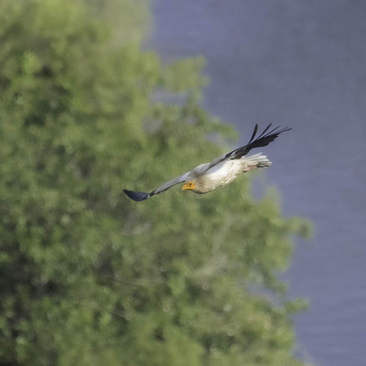 Egyptian Vulture - ML619771996