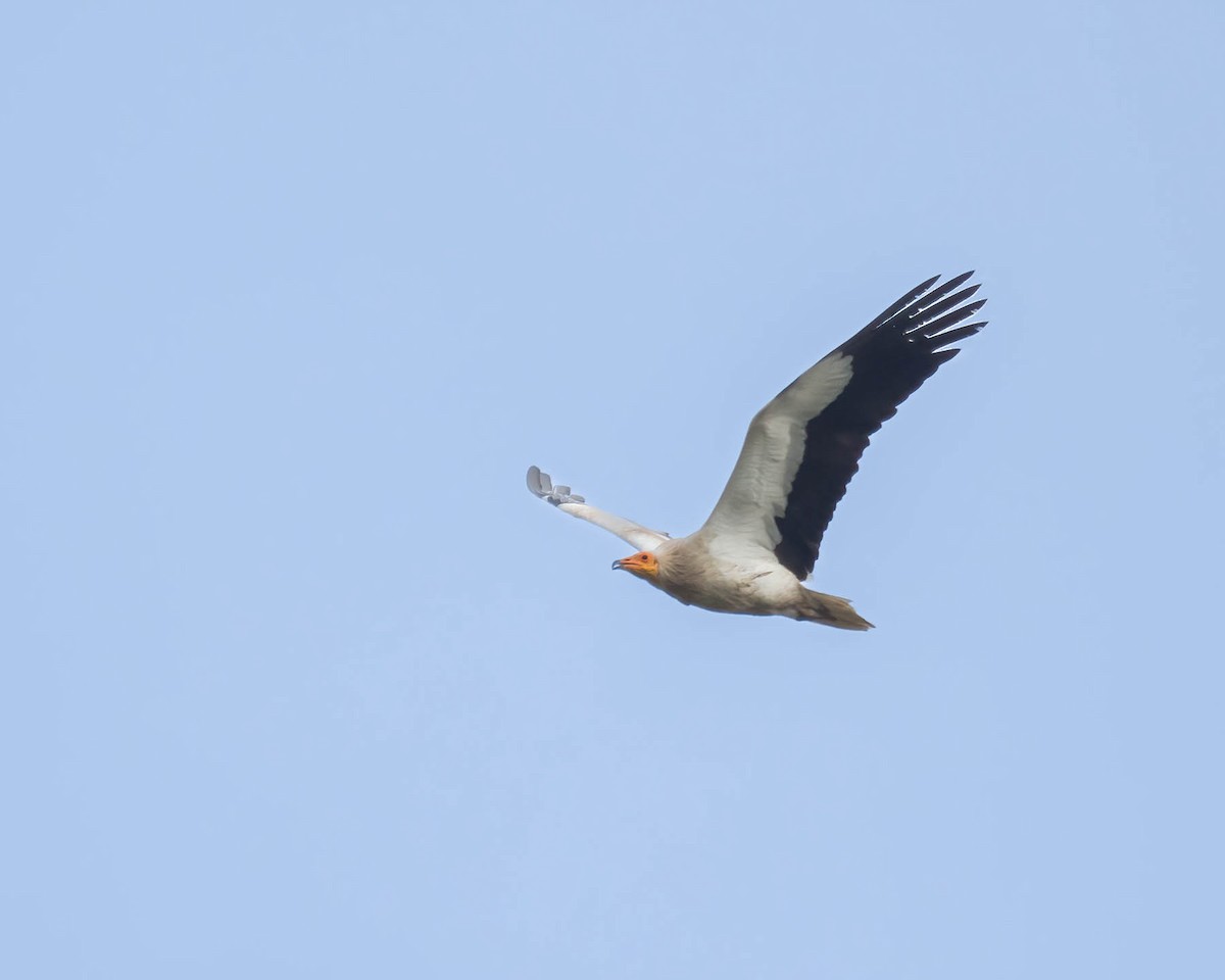 Egyptian Vulture - ML619771997