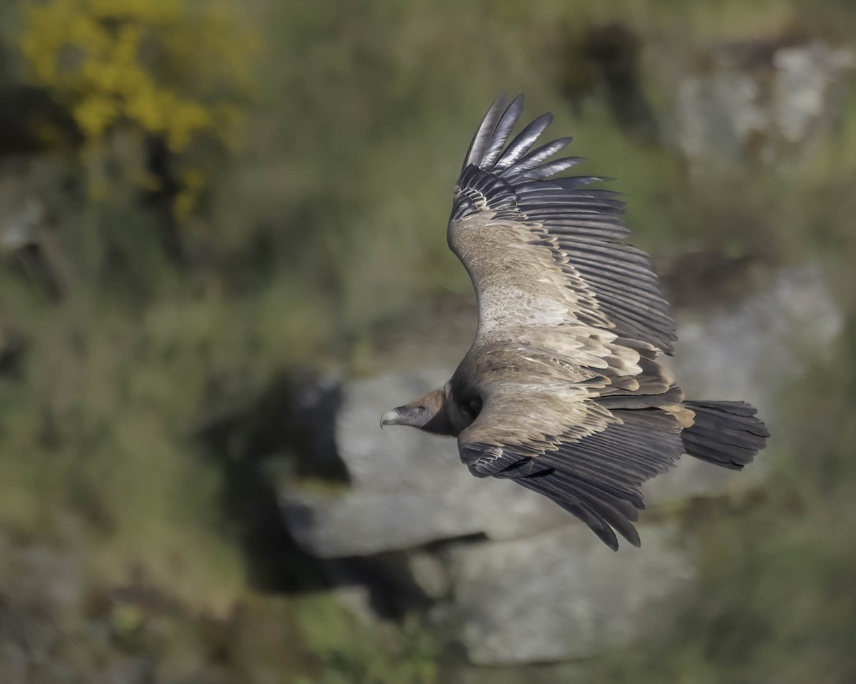 Eurasian Griffon - ML619772014