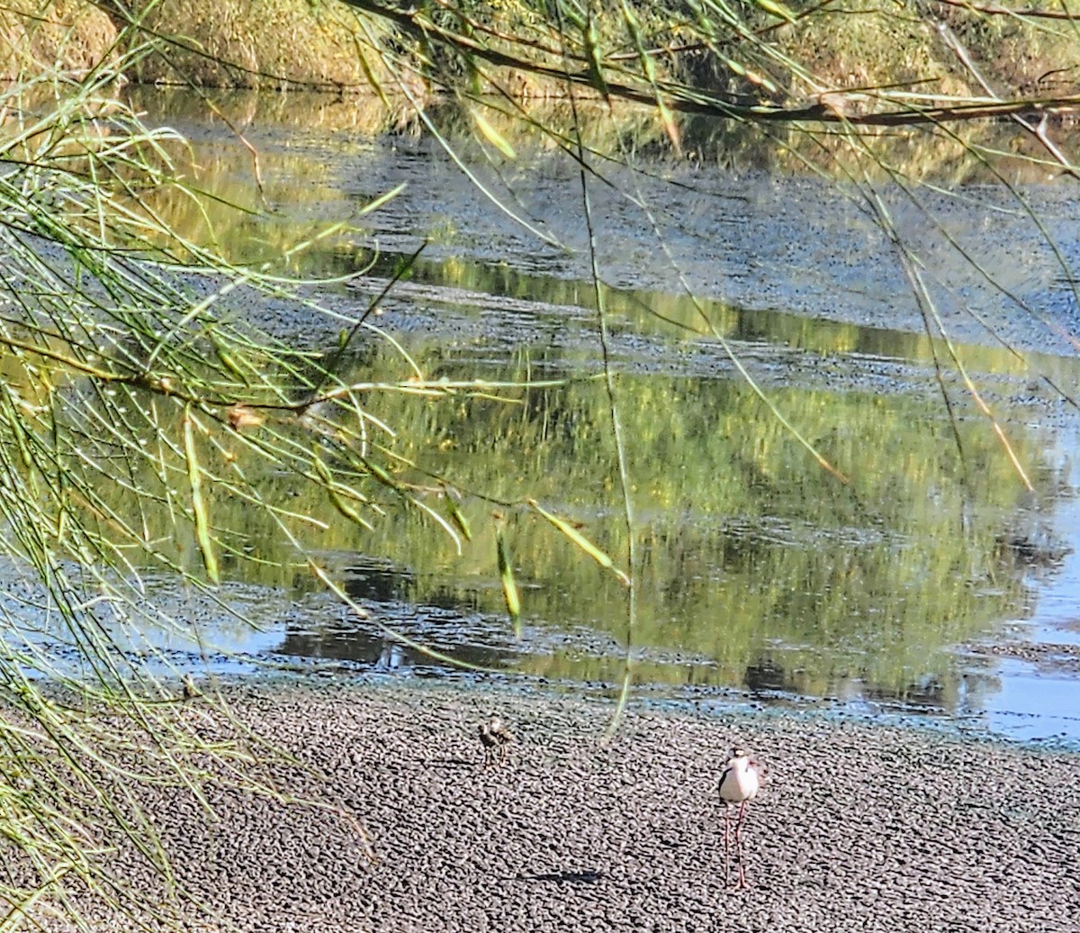 Black-necked Stilt - ML619772021