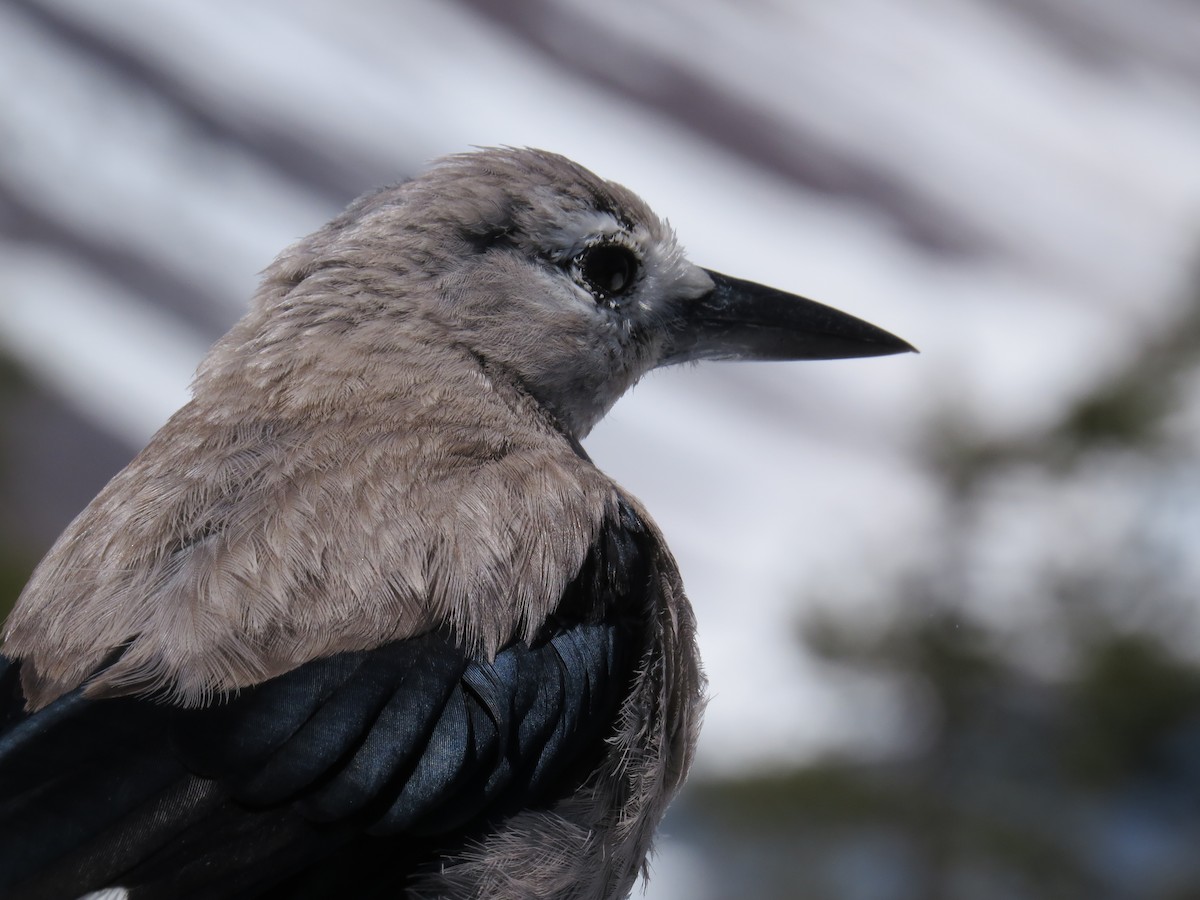 Clark's Nutcracker - ML619772031