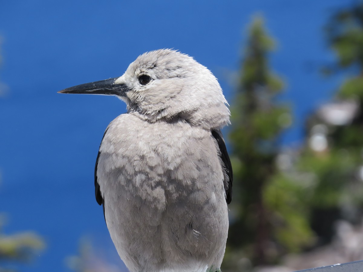 Clark's Nutcracker - ML619772032