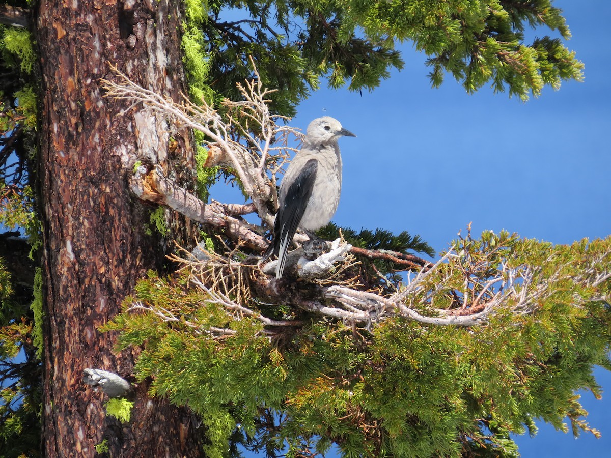 Clark's Nutcracker - ML619772033