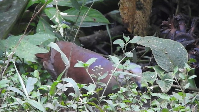 White-throated Quail-Dove - ML619772043