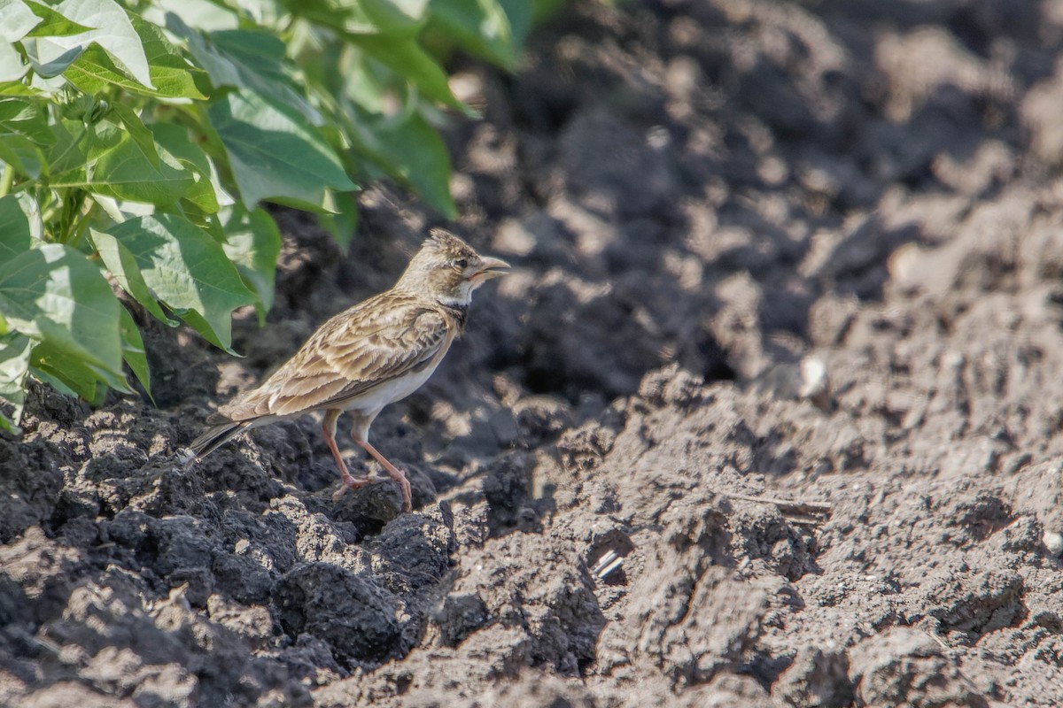 Calandra Lark - ML619772044