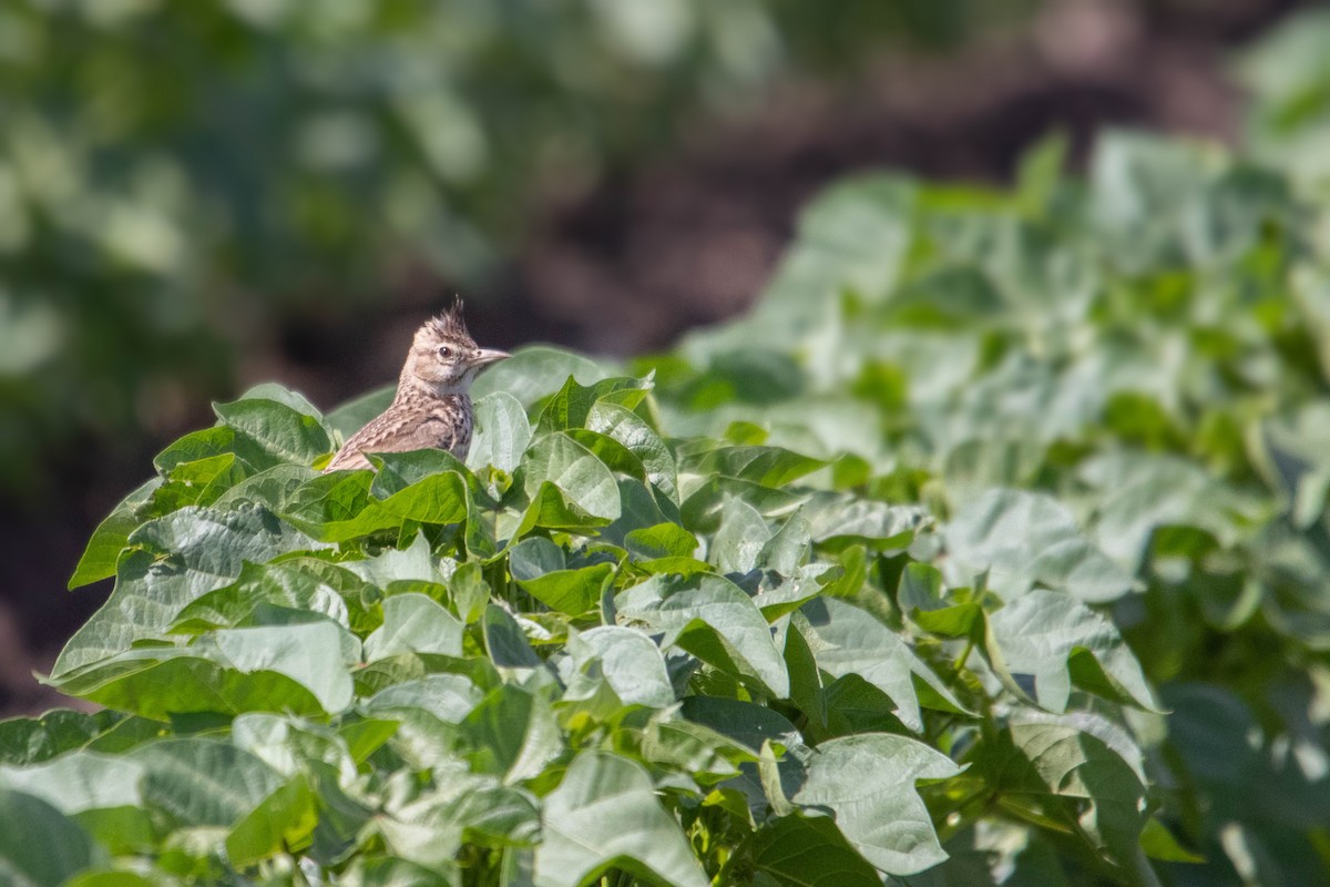 Crested Lark - ML619772054