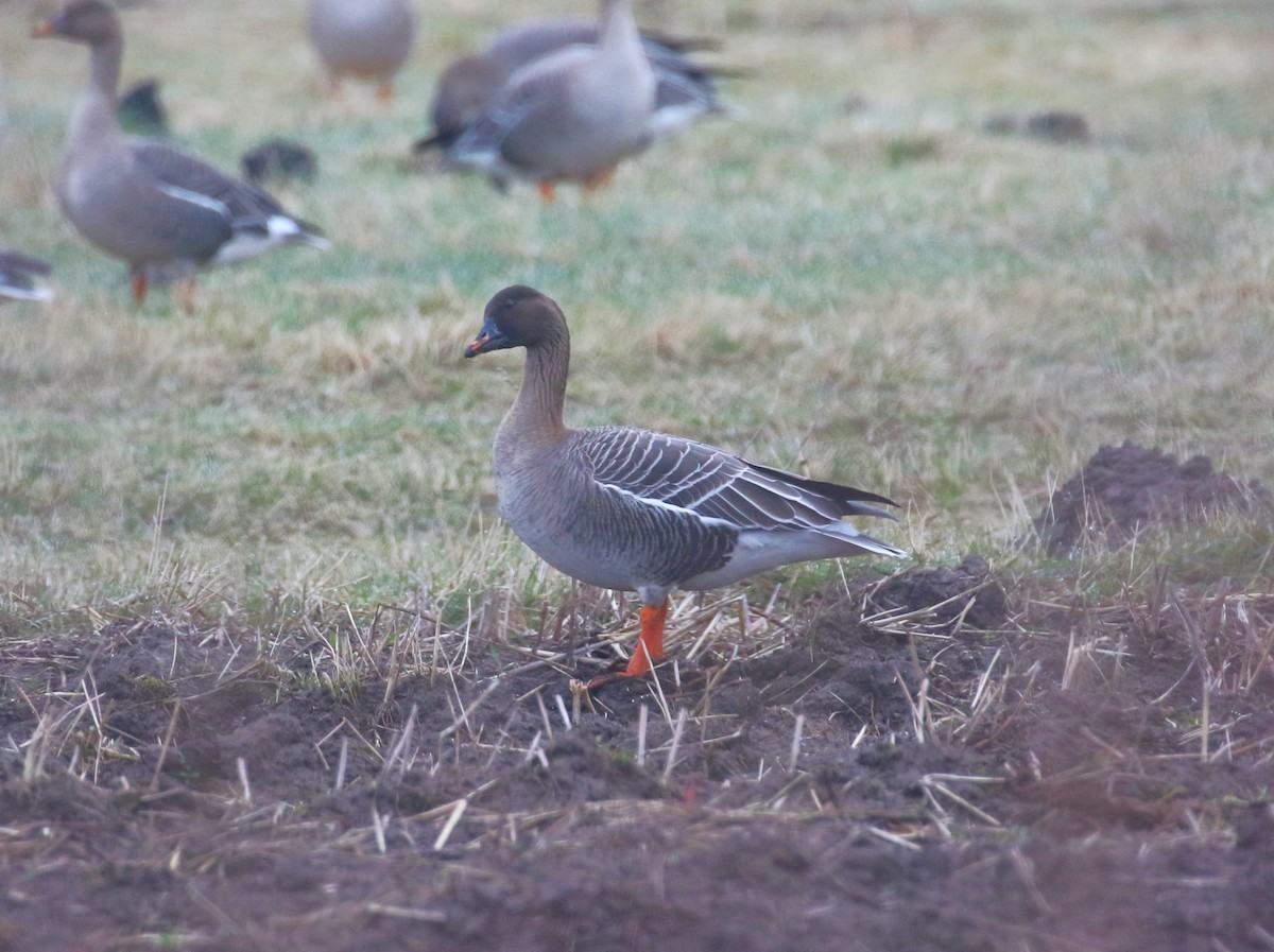 Tundra Bean-Goose - ML619772055