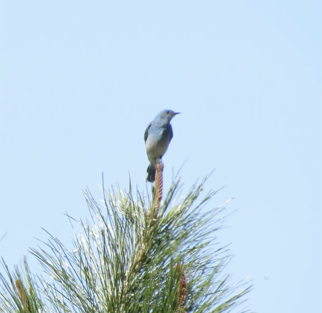 Mountain Bluebird - ML619772057