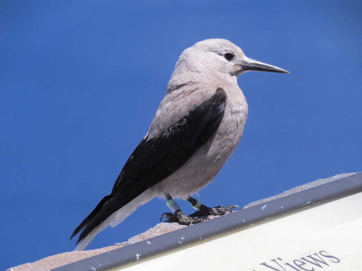 Clark's Nutcracker - ML619772061