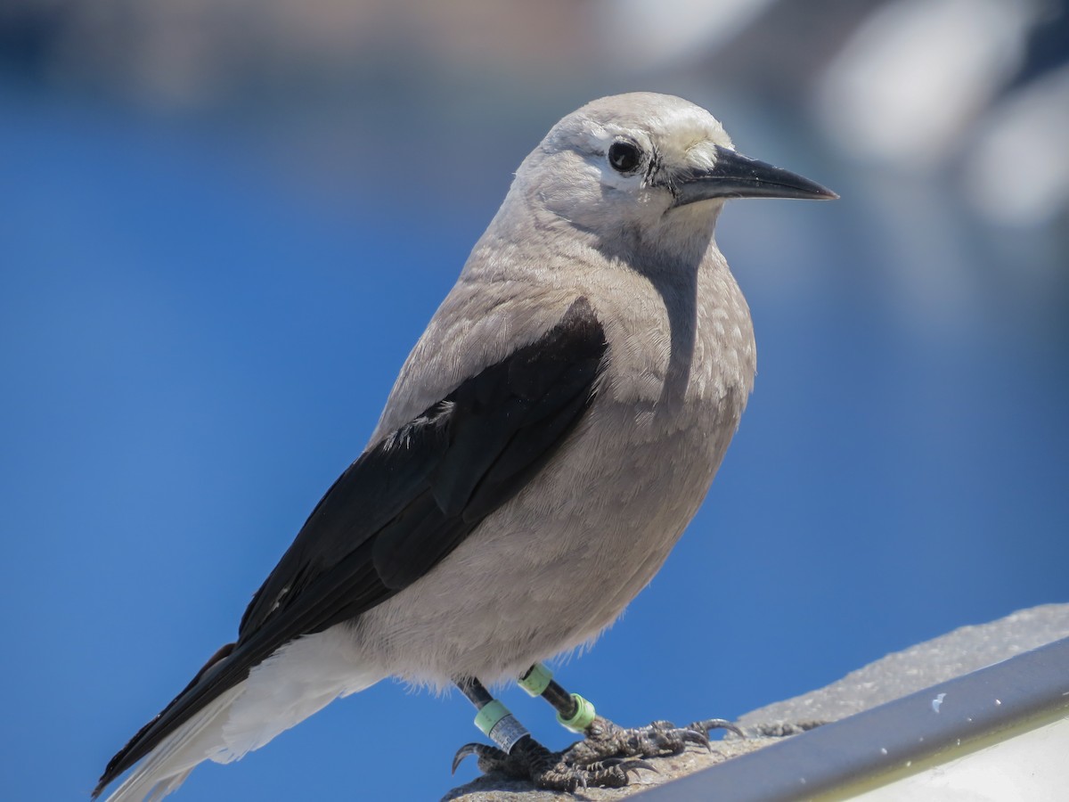 Clark's Nutcracker - ML619772062