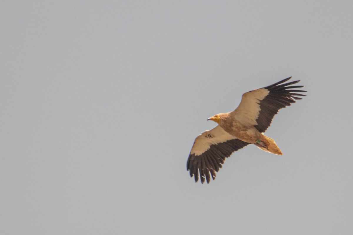 Egyptian Vulture - ML619772075