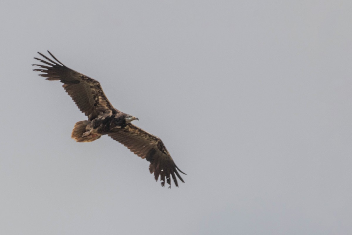 Egyptian Vulture - ML619772077