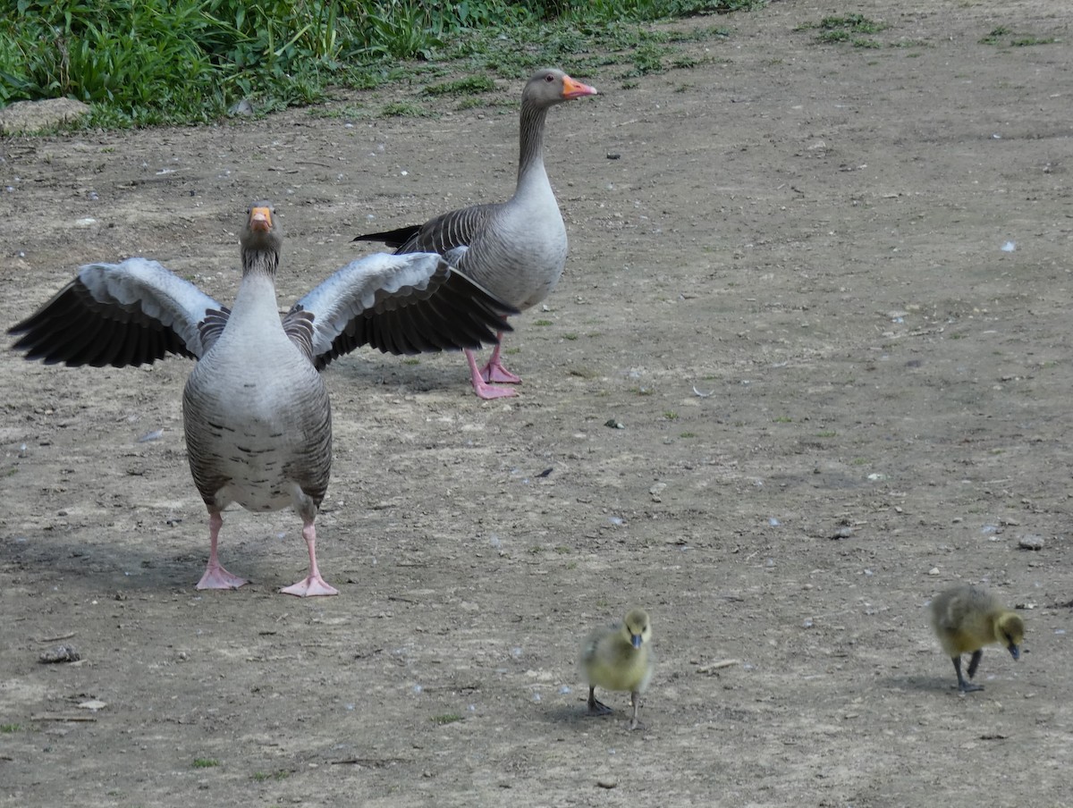 Graylag Goose - ML619772081