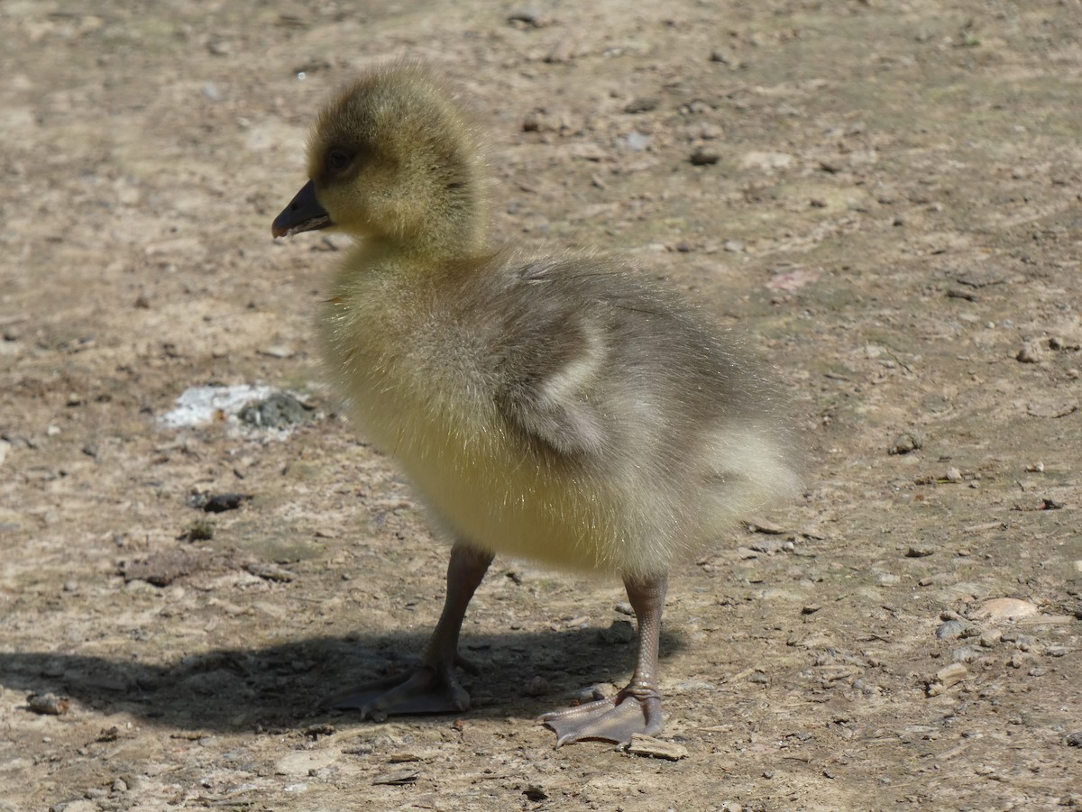 Graylag Goose - ML619772083