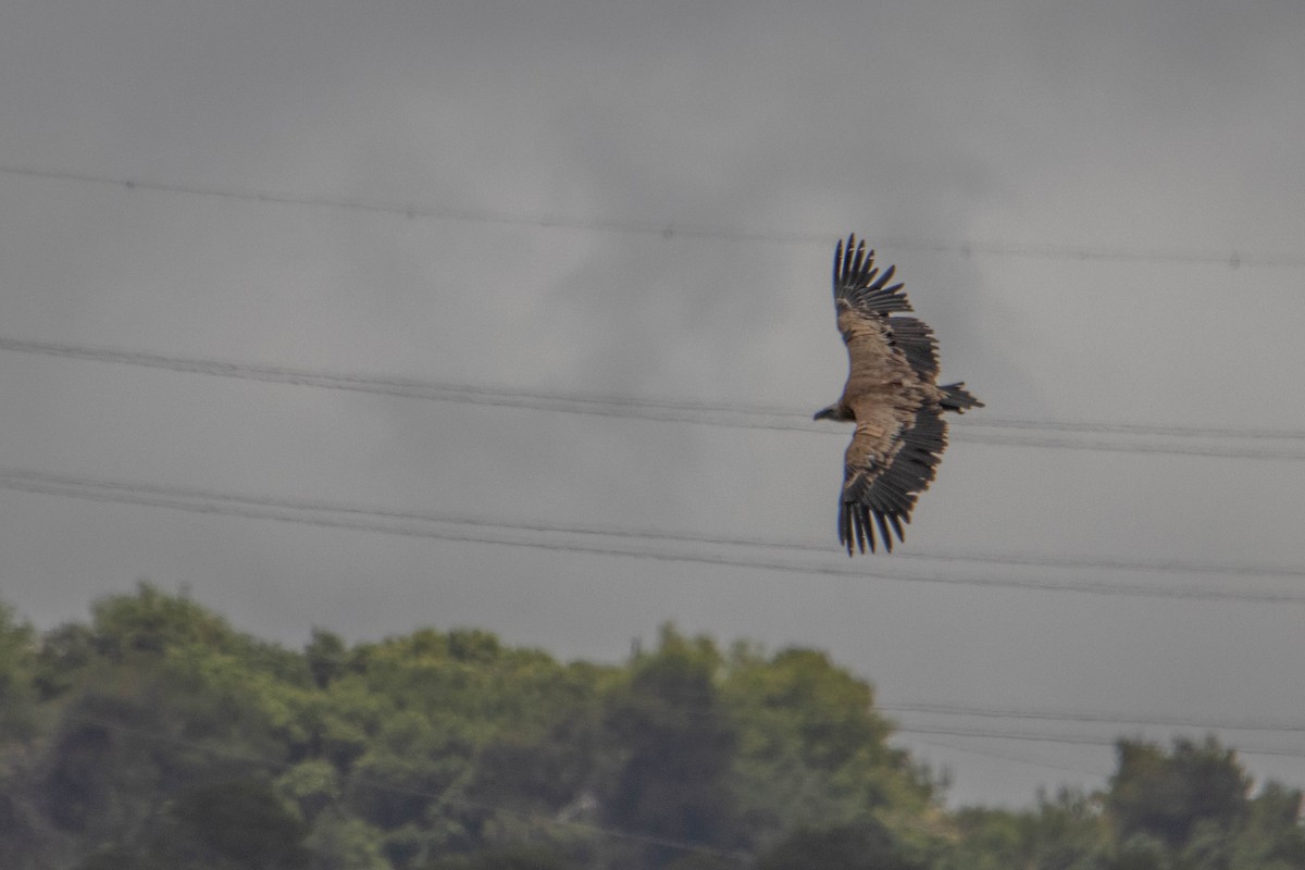 Eurasian Griffon - ML619772099