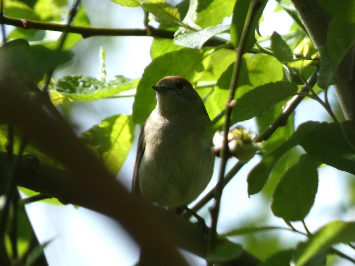 Eurasian Blackcap - ML619772108