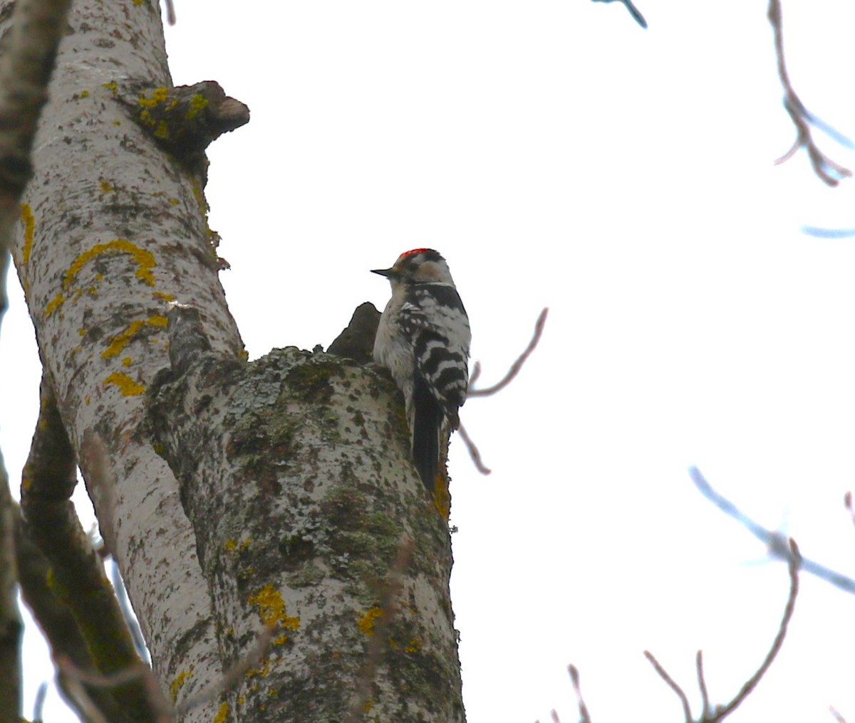 Lesser Spotted Woodpecker - ML619772138