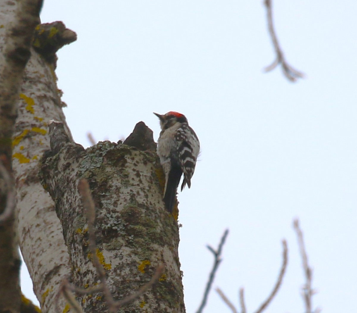 Lesser Spotted Woodpecker - ML619772139