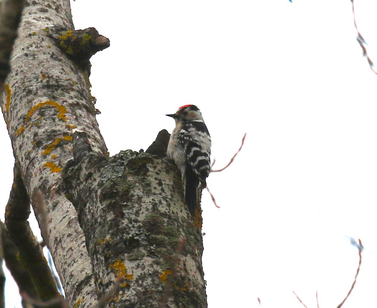 Lesser Spotted Woodpecker - sean clancy